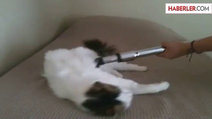 Kedi Elektrik Süpürgesiyle Mest Oldu