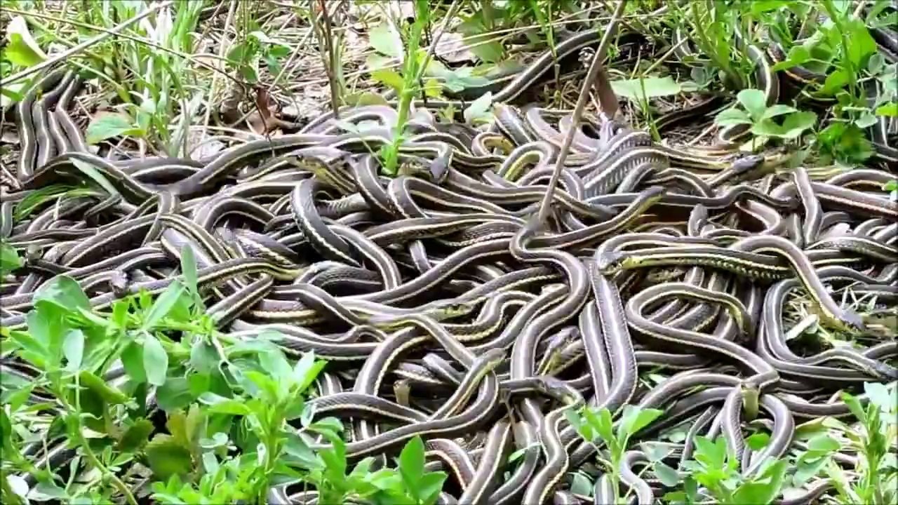 SNAKES