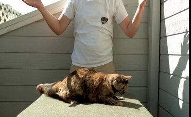 kediler dört ayak üstüne nasıl düşer