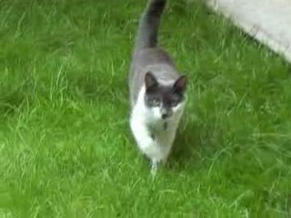 Quand le chat attaque