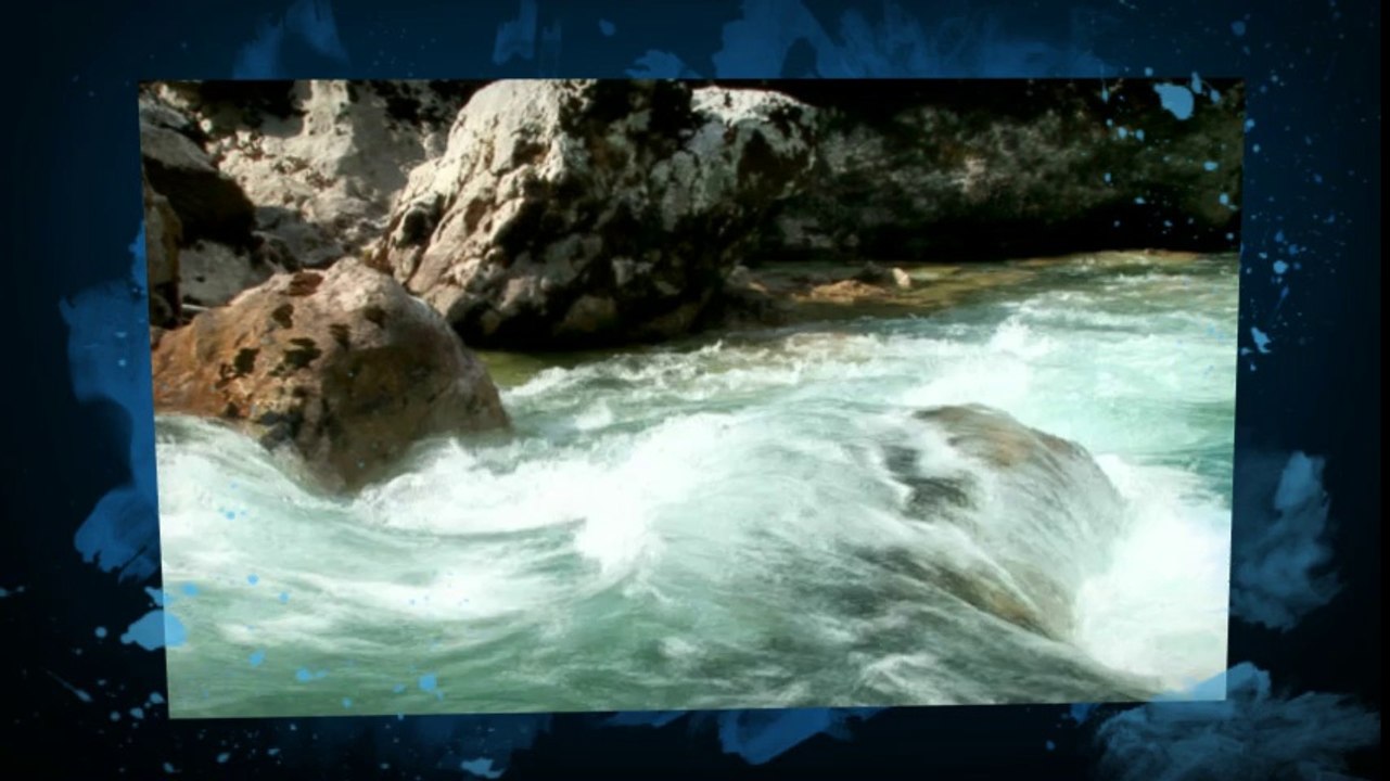 Plant Phylogeny - Diverse plant species