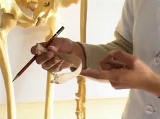 Ribs Attachments and Relations