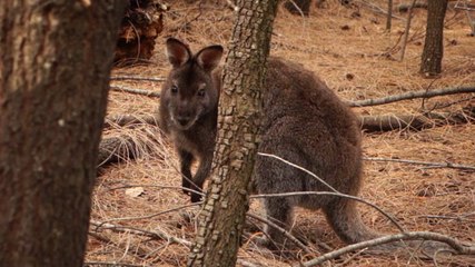Australie-Tasmanie: Rencontre avec le wallaby.