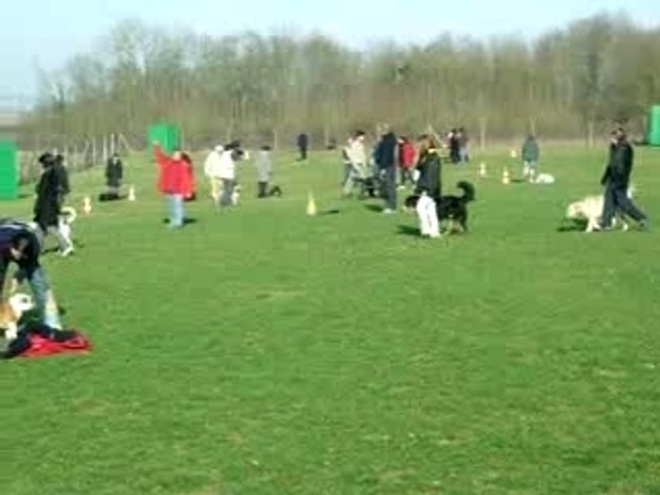 bartok au dressage
