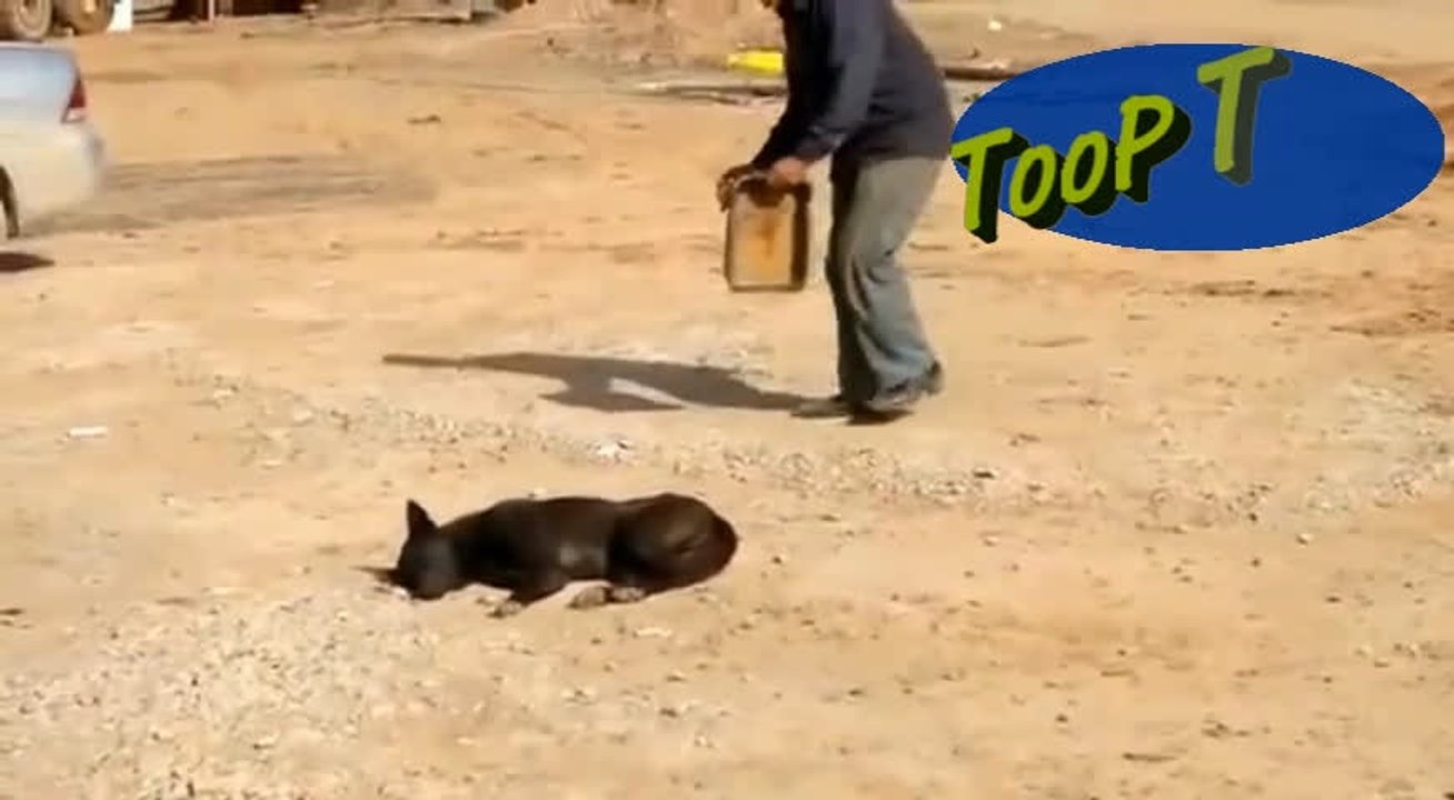 woow dog -_-