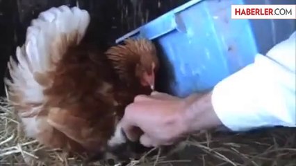 Tavuk Kedi Yavrusunu Civciv Gibi Sardı