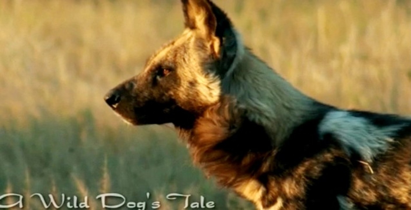 Yaban Kopeginin Hikayesi Dailymotion Video