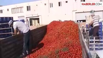 Domatesin Kasası 10 Kuruşa Düştü