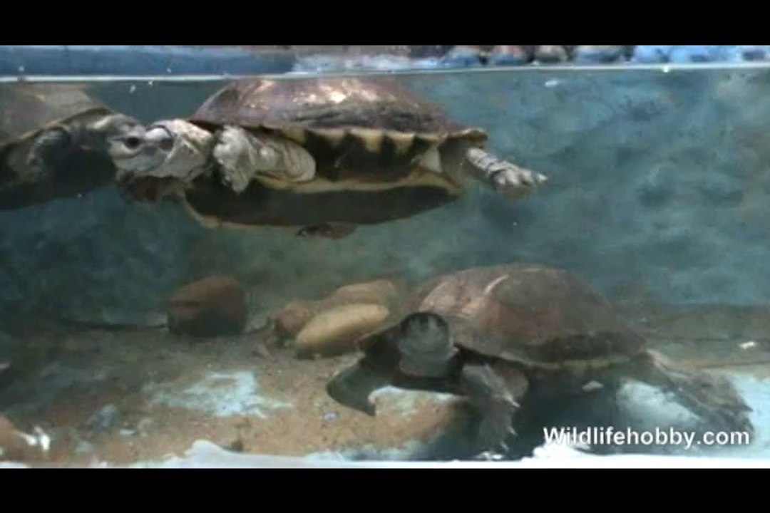 Turtle Pool