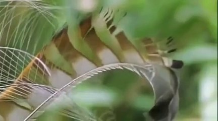 Tüm sesleri taklit edebilen kuş..