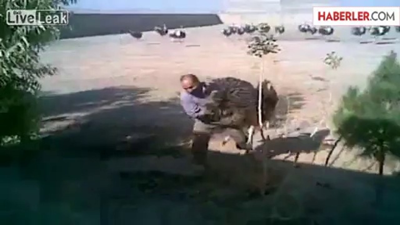 Devekuşu İle Güreş Tutan Adam Şaşırttı