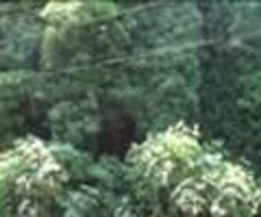 Bu yeşilliklerin altında bir ev gizli