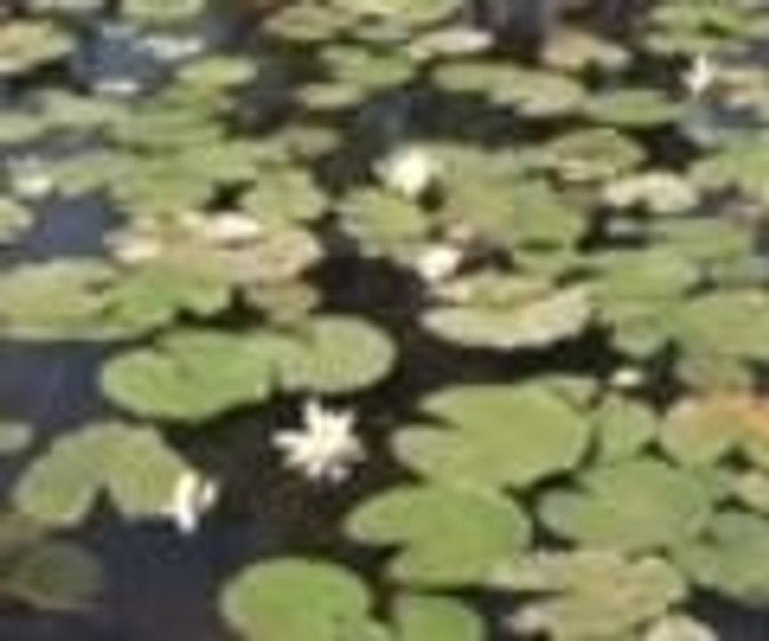 Nilüferler burada hayat buluyor