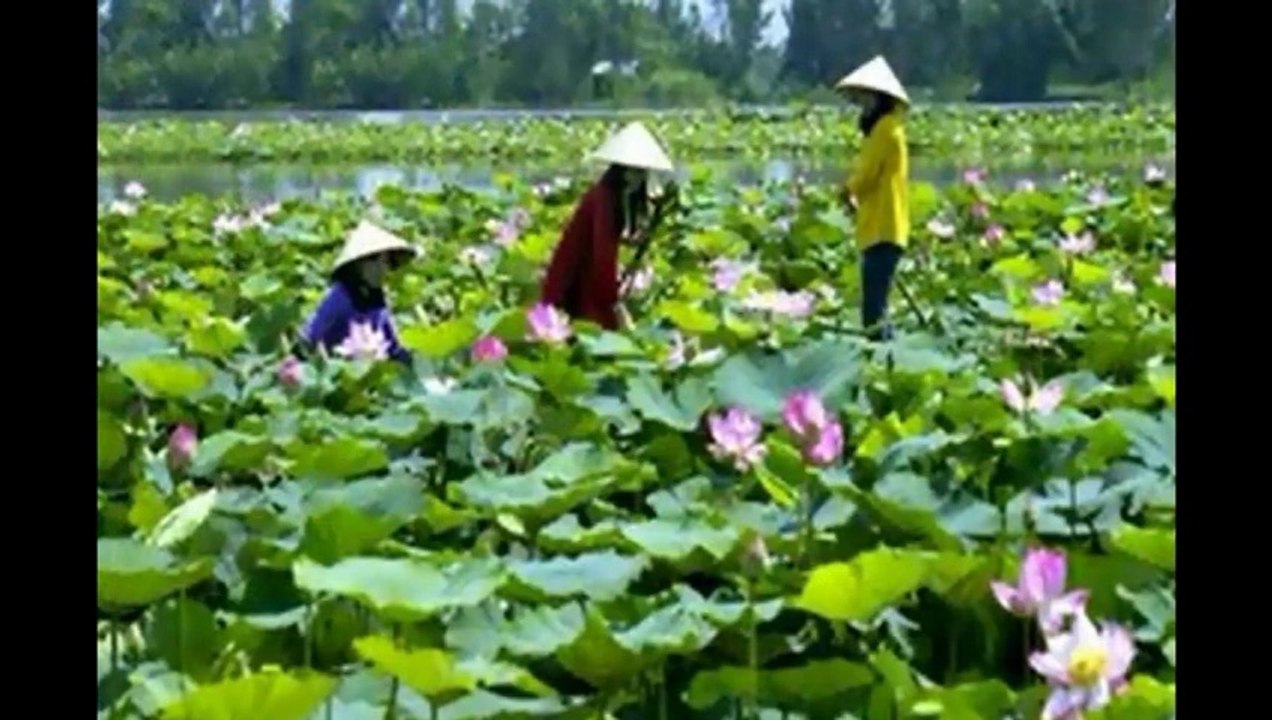 ĐẤT PHƯƠNG NAM - Guitar Solo