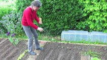 Jardinage: le semis en ligne des haricots beurre
