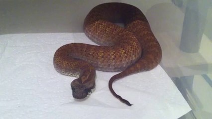 Technique d'attaque d'un serpent mortel  !