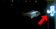 Işık Üfleyen Balık!