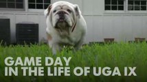 Gameday in the life of Uga IX