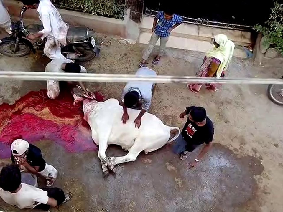 Ahtesham Cow Qurbani 2014
