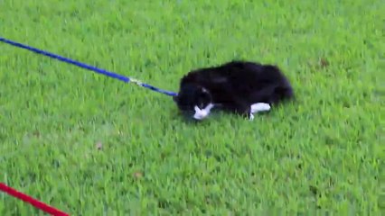 Ce chat refuse de se faire traiter comme un chien! Pas de laisse...