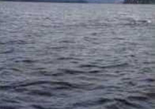 Hydrophone Captures Whales Talking in Rare Recording