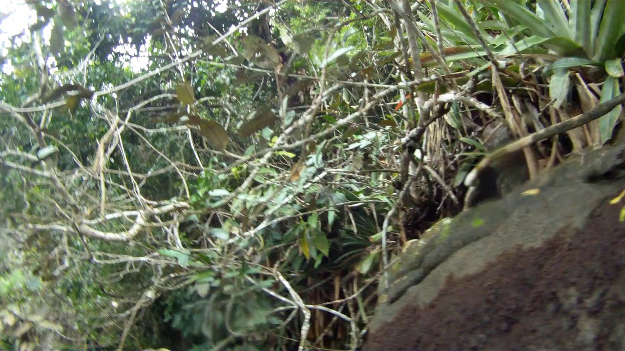 Mundo submarino e selvagem, Puruba, Ubatuba, SP, Brasil, mares e rios, show