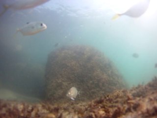 Expedição, Arquipélago do Prumirim, Natureza Marinha, Selvagem, Praias, Mares, Ubatuba, SP, Brasil, Marcelo Ambrogi, (2)