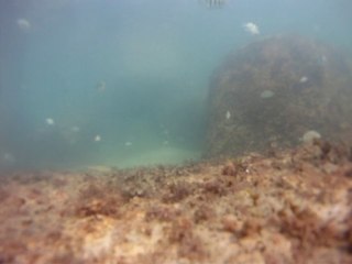 Expedição, Arquipélago do Prumirim, Natureza Marinha, Selvagem, Praias, Mares, Ubatuba, SP, Brasil, Marcelo Ambrogi, (4)