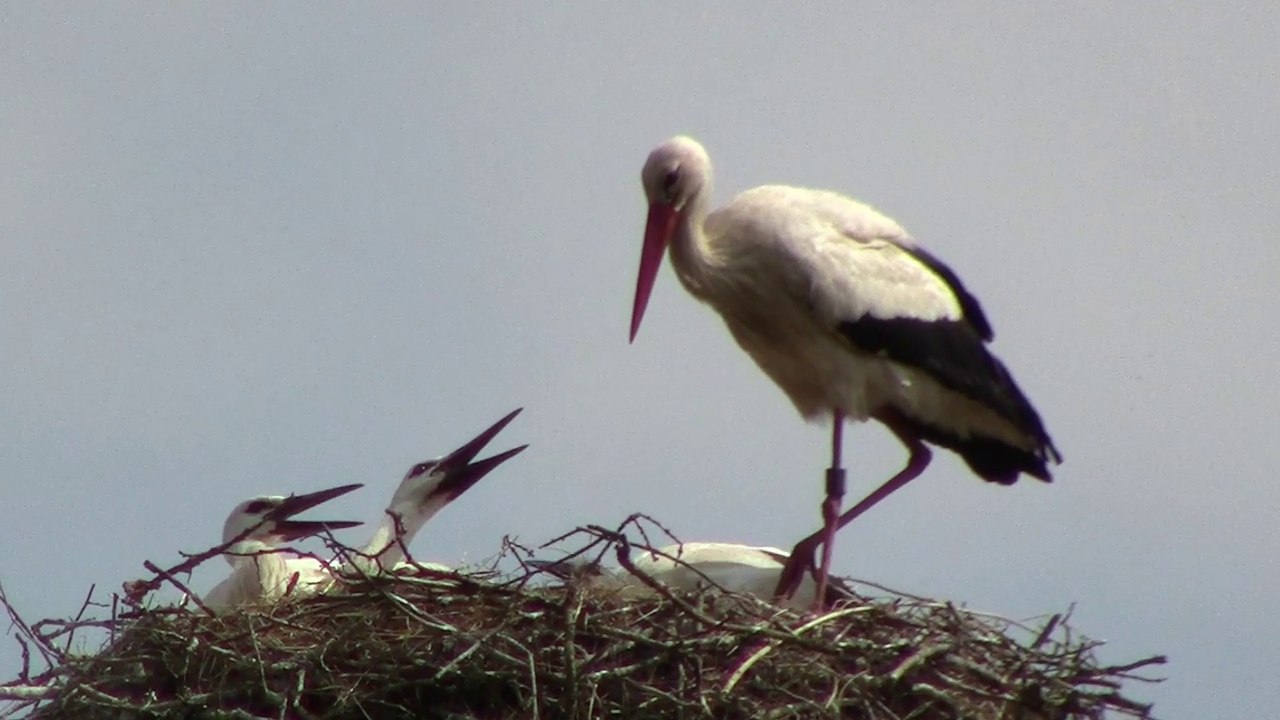 Des cigognes sur Un arbre perchées en Bourgogne