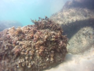 Expedição, Arquipélago do Prumirim, Natureza Marinha, Selvagem, Praias, Mares, Ubatuba, SP, Brasil, Marcelo Ambrogi, (8)