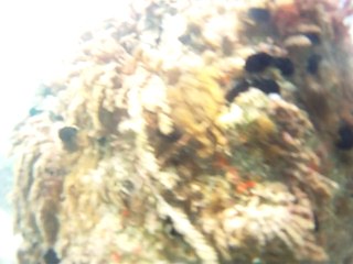 Expedição, Arquipélago do Prumirim, Natureza Marinha, Selvagem, Praias, Mares, Ubatuba, SP, Brasil, Marcelo Ambrogi, (18)