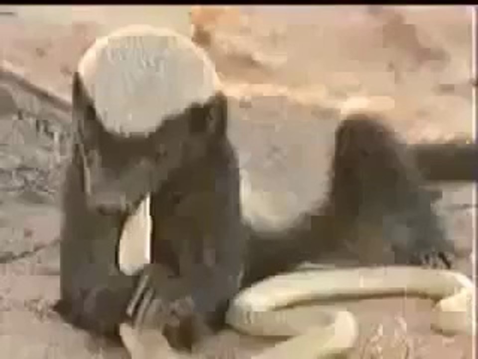 Strong Animal Hunting Copra