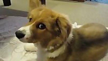 Dog has the hiccups