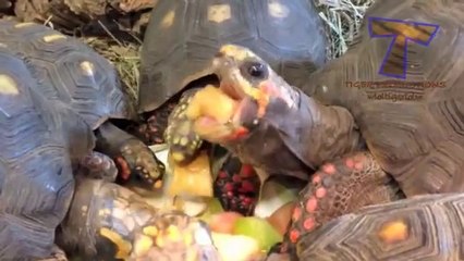 Animals are so funny when they eat - Funny and cute animal compilation - Video Dailymotion