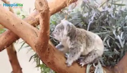 Baby animals taking their first steps for the first time.. Cute compilation ! - Vidéo Dailymotion
