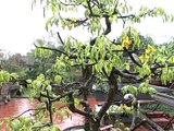 Mô hình trồng và kinh doanh cây cảnh tại xã Triệu Đề, huyện Lập Thạch, Vĩnh Phúc.