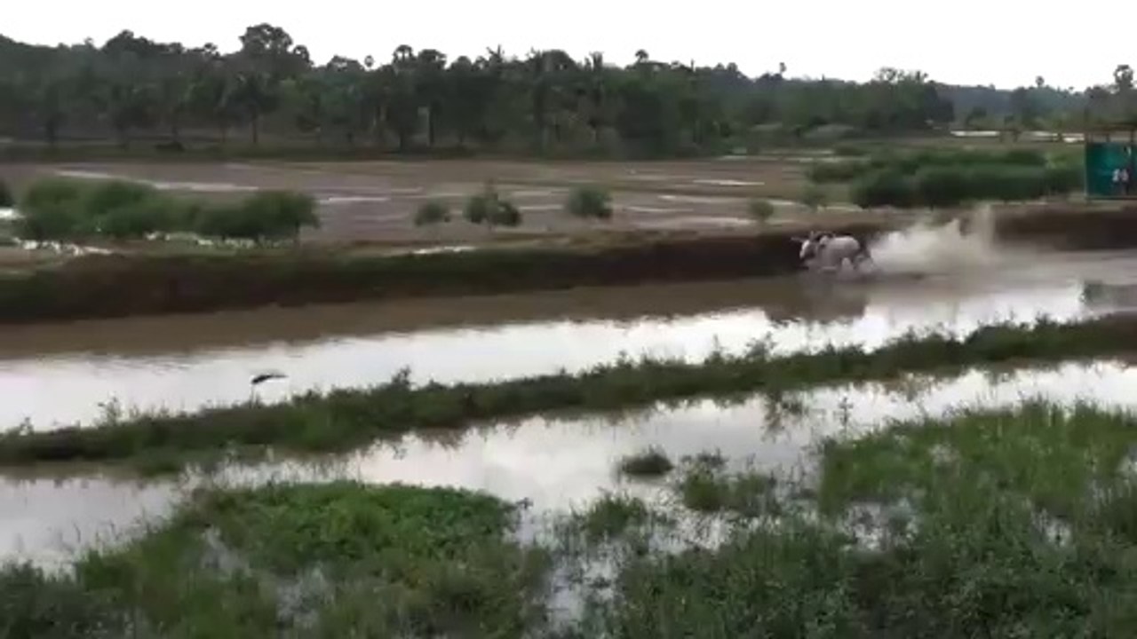 Barefoot Skiing with Bulls - WIN