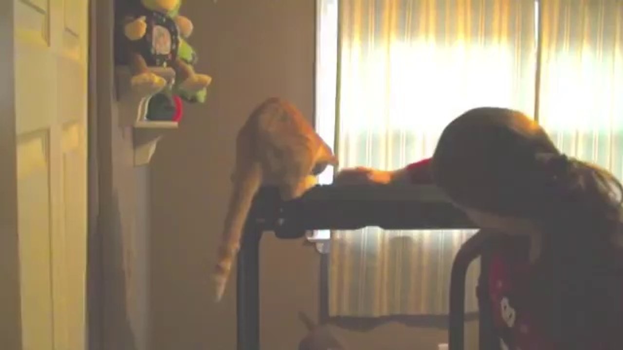 Cat Tries To Kill Dog