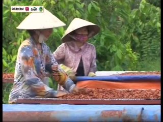 Kĩ thuật canh tác cây ca cao - Phần 2- Nghề nông