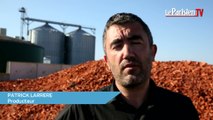 Un producteur de légumes crée de l'électricité avec des carottes