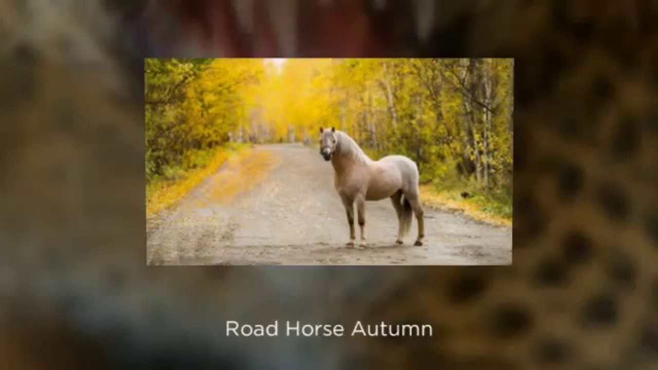 Latest Animals And Birds HD Wallpapers