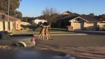 Kangaroos Fighting on Road Must Watch