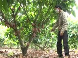Kỹ thuật phòng trừ sâu bệnh hại trên cây ca cao- Nghề nông
