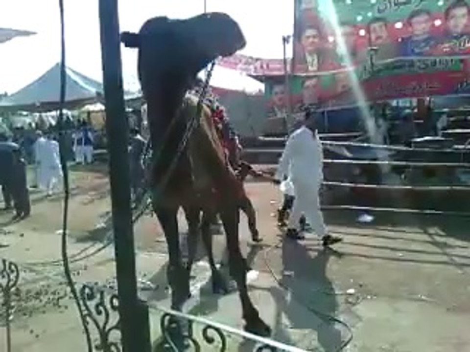 انقلاب مارچ میں قربانی کا اونٹ درود پاک سے لطف اندوز ہو رہا ہے