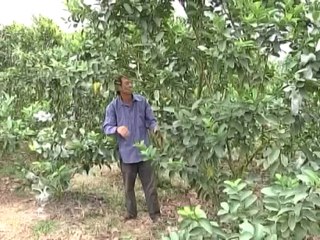 Kỹ thuật phòng trừ một số bệnh hại ổi- Nghề nông