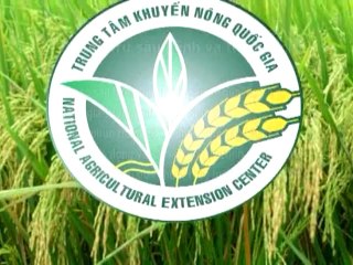 Kỹ thuật trồng dưa chuột theo tiêu chuẩn VIETGAP phần 2- Nghề nông