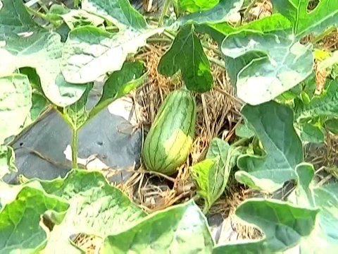 Phú Thọ- Mô hình trồng dưa hấu trên đất cao cấy lúa kém hiệu quả- Nghề nông