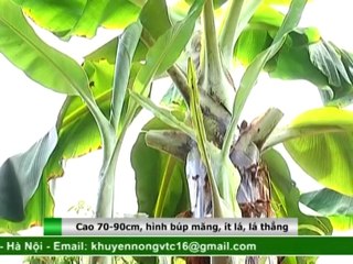 Phương pháp điều khiển chuối ra quả trái vụ- Nghề nông