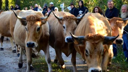 "Au cul des vaches" de Stéphanie Muzard