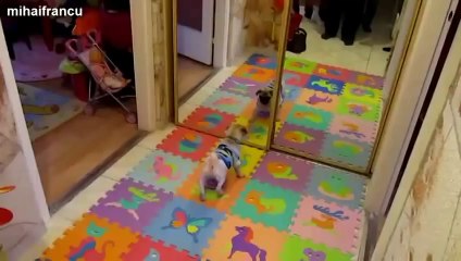 Des animaux devant un miroir